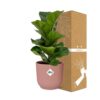 Ficus Lyrata 'Bambino' in ELHO Vibes Fold rosa