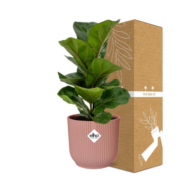 Ficus Lyrata 'Bambino' in ELHO Vibes Fold rosa