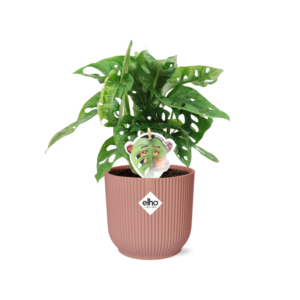 8746b87dacd44c34adc6cf48e3231d5774a2b75cc9834682816f4c4b1cff3f1a.png Monstera 'Monkey Leaf' in ELHO Vibes Fold rosa