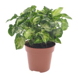 52ec8bfb1b0e489d813f81058dfb8b220801ddb3e0854e50bbbb272d2307a2a8.jpg Syngonium Pixie