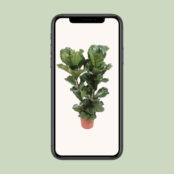 Ficus Lyrata
