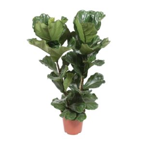 c8401ec0b768403fb8976b1b4502d7864c0d11b6a9674b1786f3e548f52938e8.jpg Ficus Lyrata
