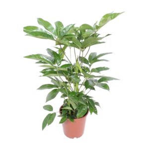 c012cb94e89c4a3fbd00892e9d3a9870653a5a8d245c4b5985f43665f3faf676.jpg Schefflera Actinophylla Amate