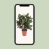 Codiaeum Magnificent (Prächtiger Kroton)