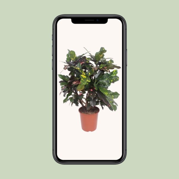 Codiaeum Magnificent (Prächtiger Kroton)