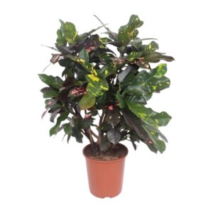 ba00a0c630ad4e21b5a71a37cbb89968e4a477c57aa745078417e1486f3178a0.jpg Codiaeum Magnificent (Prächtiger Kroton)