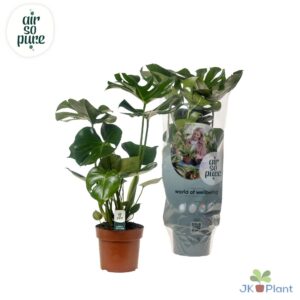 f9765687922e48c78832a8d491b7c716896645827ff54551b1c3727ff193ea79.jpg Monstera deliciosa