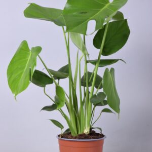 c5173b331e704c18a8761c27186eceee8f0e16d8422f44bfad85da987e5eee13.jpg Monstera deliciosa