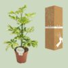 Schefflera Charlotte
