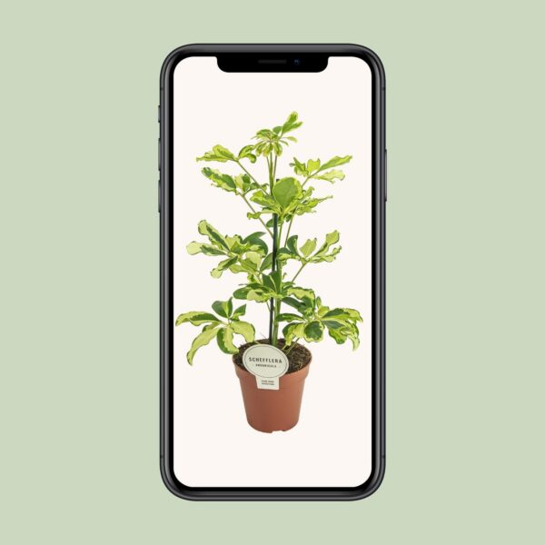 Schefflera Charlotte