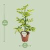 Schefflera Charlotte