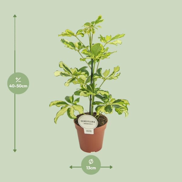 Schefflera Charlotte