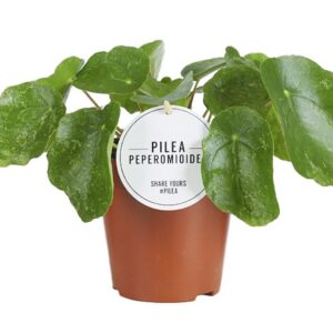 6610629c737746029c36f21a0976d34a0b3d1519ecdb467eb782d3ba6469ab6e.jpg Pilea-Zucker