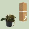 Philodendron Micans