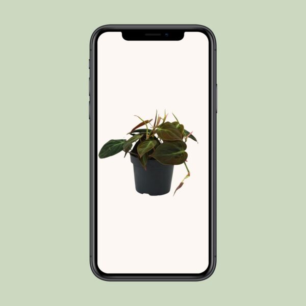 Philodendron Micans