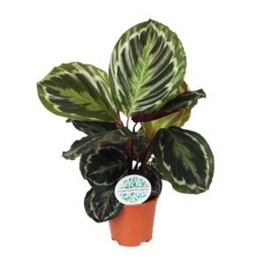 5668c20885da49149f1bf195278cfdc88ced0daf4ec848b99e14f100990f264e.jpg Calathea-Medaillon