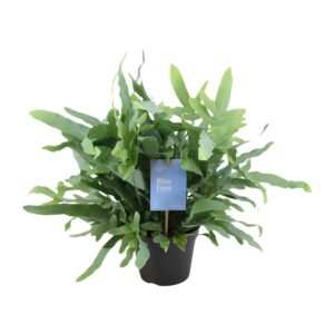 b75d7abe4acb425781061678711370681e8389c87bb8423bb777f181e0b22055.jpg Phlebodium Blauer Farn