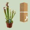 Sarracenia Judith Hindle