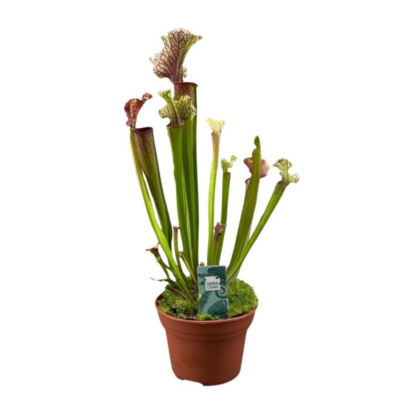 Sarracenia Judith Hindle