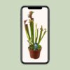 Sarracenia Judith Hindle