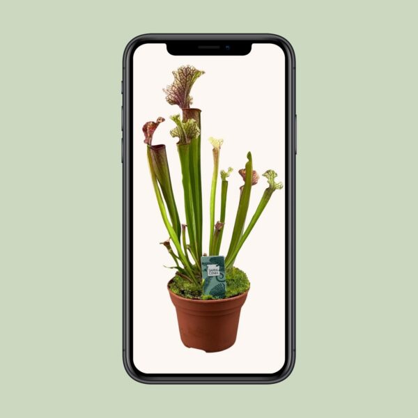 Sarracenia Judith Hindle