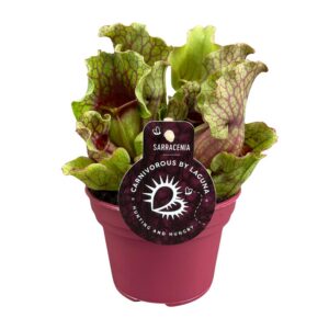 c10822b0f0bf4995a4725c8ba7f0e0e45ed278299f1f40b8a160e6b253539f42.jpg Sarracenia