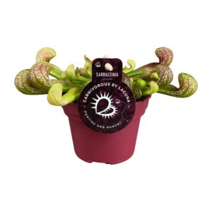 49624a74b1784ea2b90de9f6a36cfb5bd384c28e57b04664ab6da74572bbc9aa.jpg Sarracenia psittacina