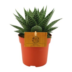 f0aa2951bbe2489aa7858f8a2548085c0c030022b5cf4e3f9e0fbc48cc95e02f.jpg Gasteria Hybrid Aurora