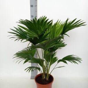f67c907e4a474ea59f7be067d8432580636bc46f210548eeb4c2a515627b7d75.jpg Livistona Rotundifolia - Fächerpalme