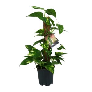 5cfa63341f024357b837932489332d636b48942d3f68403aaaef7b07f63d82f2.jpg Scindapsus epipremnum