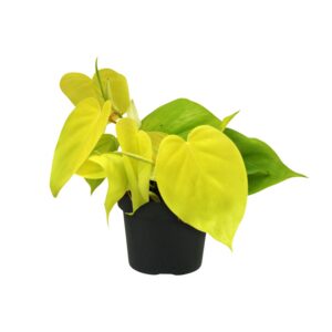 12971ebbfe3d461e80cce5642ba88f53e4b6f2d6aa154660a76e1c61e3350f57.jpg Philodendron-Kalk