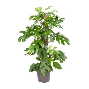 bfdabcfd10fa480bb2364dedb497b2fcd21d433872c74eb6a52b56fbbab9cc4c.jpg Monstera Minima