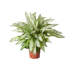 8c04df5528f8404da50d6c5de1587d7e7a7bfff988684140b6b74a03b88b9358.jpg Dieffenbachia Vesuv