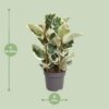 370271f01bb944c3a613d4b15e9cd0030b03914b182549c39b384c93b3b3aefa.jpg Ficus Elastica Tineke