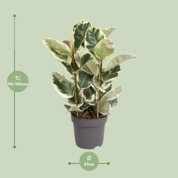 370271f01bb944c3a613d4b15e9cd0030b03914b182549c39b384c93b3b3aefa.jpg Ficus Elastica Tineke