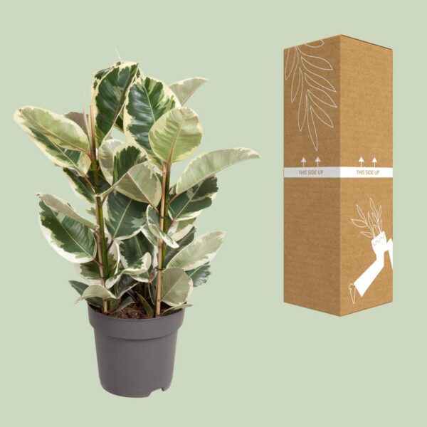 8a0fef43908c4ab7be64b2b281d37a737efa2f42cfd846388623ff35a26ef7dc.jpg Ficus Elastica Tineke