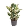 ad1ac42324b34d4f9149a9973e4afa49954bb726500e4c5e8dd231752b72b6c7.jpg Ficus Elastica Tineke
