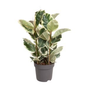 ad1ac42324b34d4f9149a9973e4afa49954bb726500e4c5e8dd231752b72b6c7.jpg Ficus Elastica Tineke