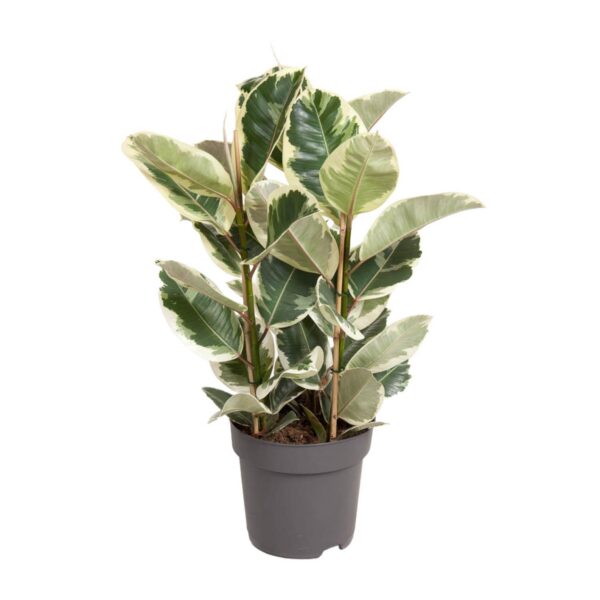 ad1ac42324b34d4f9149a9973e4afa49954bb726500e4c5e8dd231752b72b6c7.jpg Ficus Elastica Tineke