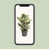b77dbc4f21344d948603f7961528017c39e531903d4b400aa00def180c9905f8.jpg Ficus Elastica Tineke