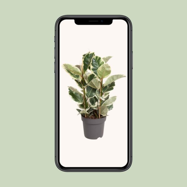 b77dbc4f21344d948603f7961528017c39e531903d4b400aa00def180c9905f8.jpg Ficus Elastica Tineke