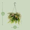 Rhipsalis Rote Koralle