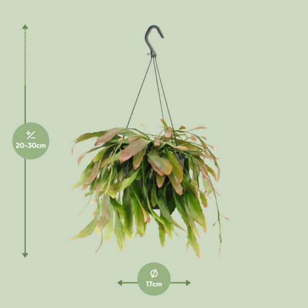 Rhipsalis Rote Koralle