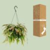 Rhipsalis Rote Koralle