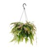 Rhipsalis Rote Koralle