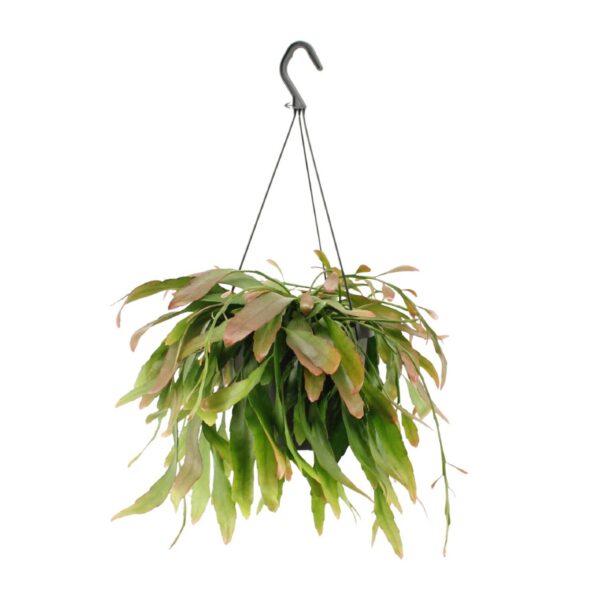 Rhipsalis Rote Koralle