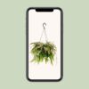 Rhipsalis Rote Koralle