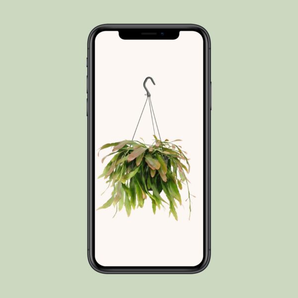 Rhipsalis Rote Koralle