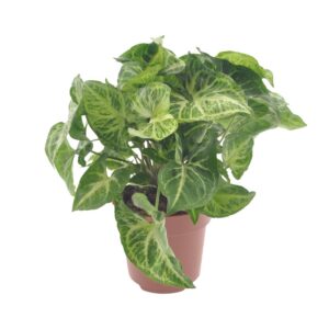 54d2c787c19a4f1194e12cc9a404a6a1cc3b8f79bd214ba7b4c9c99f88edab1f.jpg Syngonium-Pfeil
