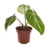 0088765ea62d467abe084bd99279d5c8b54fcf2ec28d4caf88d23fea47a43b23.jpg Philodendron Selloum Atom